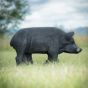 Wildcrete 3D Target - Feral Pig
