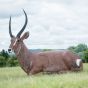 Wildcrete 3D Target - Waterbuck