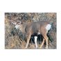 Delta Mckenzie Target Face - Mule Deer
