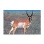 Delta Mckenzie Target Face - Antelope