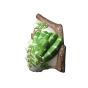 Rinehart 3D Target - Black Widow/Tree Boa