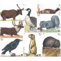 Maple Leaf NFAA Animal Target Faces