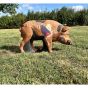 Wildcrete 3D Target - Feral Boar Vitals
