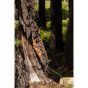 Siren Archery The Zelos One Piece Recurve