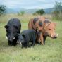 Wildcrete 3D Target - Feral Boar