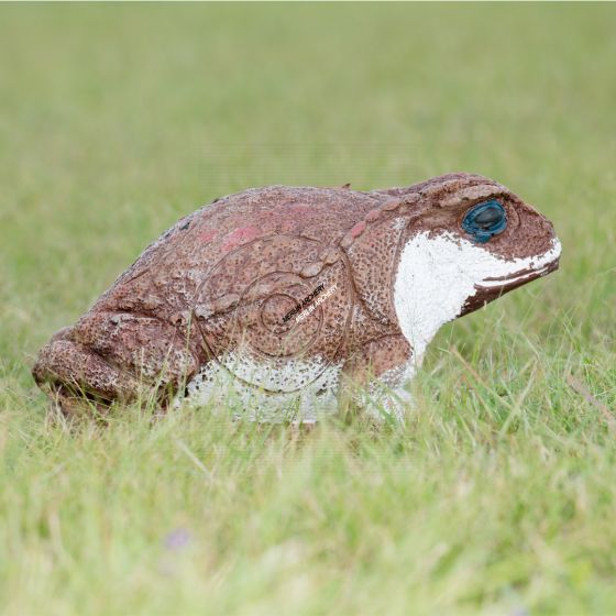 Wildcrete 3D Target - Cane Toad