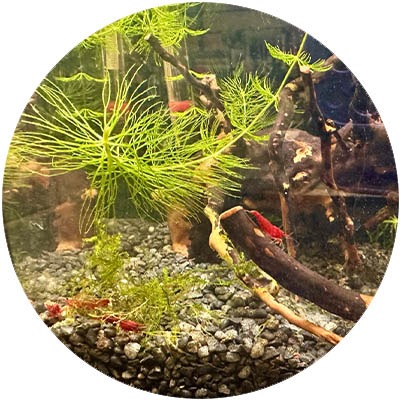 Shrimps Of Sherwood